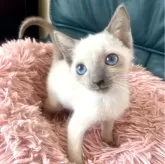 ロシアンブルー