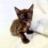 ベンガル