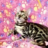 ベンガル
