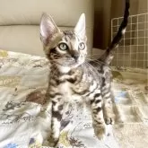 ベンガル