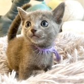 ロシアンブルー