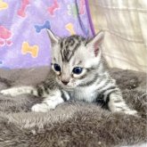 ベンガル