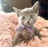 ロシアンブルー