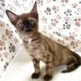 ベンガル