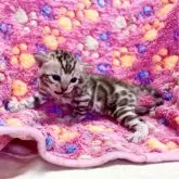 ベンガル