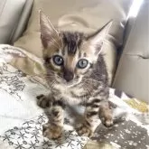 ベンガル