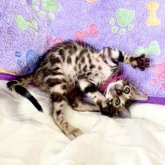 ベンガル
