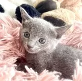 ロシアンブルー