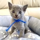 ロシアンブルー