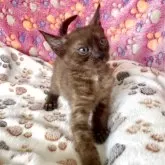 ベンガル