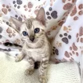 ベンガル