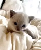 ロシアンブルー【東京都・男の子・2025年9月24日・ブルーポイント】の写真2