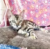 ベンガル【東京都・男の子・2025年7月18日・ブラウンスポテッドタビー(ロゼット)】の写真3