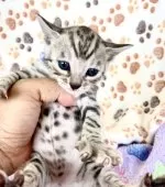 ベンガル【東京都・男の子・2025年3月1日・シルバースポテッドタビー(ロゼット)】の写真3