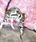 ベンガル【東京都・男の子・2025年7月18日・ブラウンスポテッドタビー(ロゼット)】の写真5