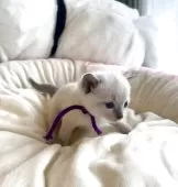 ロシアンブルー【東京都・男の子・2025年9月24日・ブルーポイント】の写真6