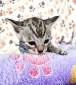 ベンガル【東京都・男の子・2025年3月1日・シルバースポテッドタビー(ロゼット)】の写真6