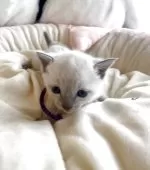 ロシアンブルー【東京都・男の子・2025年9月24日・ブルーポイント】の写真9