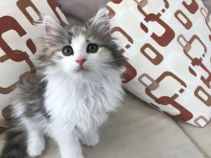 ID：1906-00007の子猫