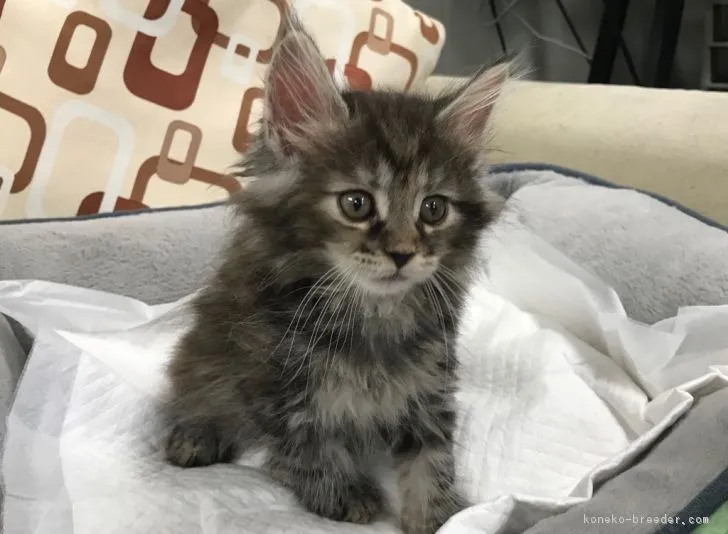 ID：1810-00390の子猫