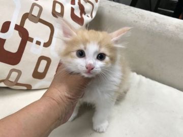 ノルウェージャンフォレストキャット【京都府・男の子・2018年5月24日・レッドタビー&ホワイト（ロング）】の写真「人懐こく可愛いお顔が自慢です。」