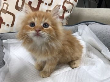 ノルウェージャンフォレストキャット【京都府・男の子・2018年8月3日・レッドタビー（ロングコート）】の写真「人懐こく可愛いお顔が自慢です。」