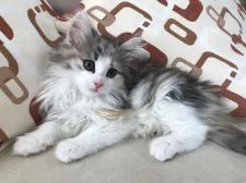 ノルウェージャンフォレストキャット【京都府・女の子・2019年3月24日・キャリコ】の写真4「毛吹きもふさふさでとても優雅です。」