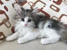 ノルウェージャンフォレストキャット【京都府・女の子・2019年3月24日・キャリコ】の写真5