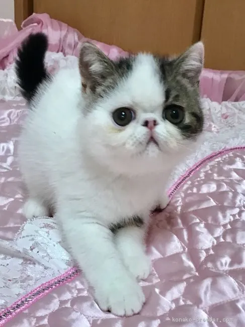 ★ 様のお迎えした子猫