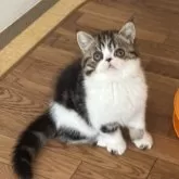 エキゾチックショートヘア【兵庫県・女の子・2025年12月6日・ブラウンタビー&ホワイト】の写真2