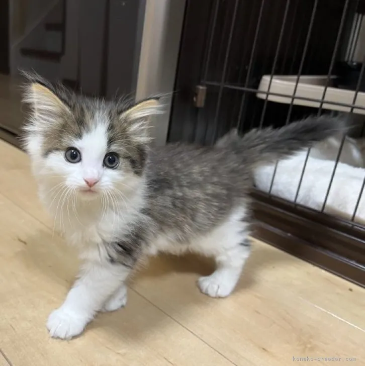 ID：2310-00702の子猫