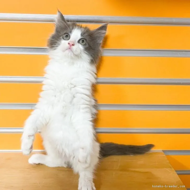 ID：2307-00905の子猫