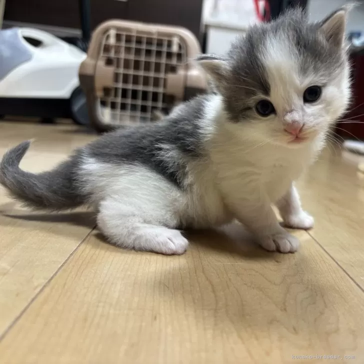 ノルウェージャンフォレストキャット【兵庫県・男の子・2025年10月19日・ブルークラシックタビー&amp;ホワイト】の写真1