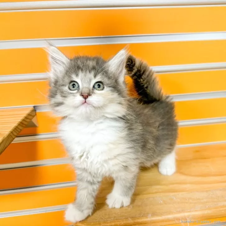 ID：2503-02603の子猫