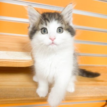 ノルウェージャンフォレストキャット【兵庫県・男の子・2025年10月20日・ブラウンマッカレルタビー&ホワイト】の写真「ふんわりした雰囲気の可愛い男の子💕」