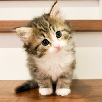 ノルウェージャンフォレストキャット【兵庫県・女の子・2025年3月1日・ブラウンマッカレルタビー&ホワイト】の写真「めちゃくちゃ可愛い女の子♡見学後そのままお迎え可！」