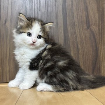 ノルウェージャンフォレストキャット【兵庫県・男の子・2025年10月20日・ブラウンクラシックタビー&ホワイト】の写真「個性的な柄がたまらなく可愛い男の子💕」