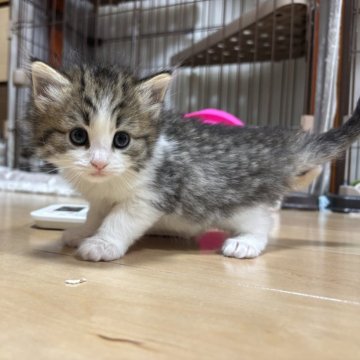 ノルウェージャンフォレストキャット【兵庫県・男の子・2025年10月20日・ブラウンマッカレルタビー&ホワイト】の写真「超絶イケメンな男の子💕」