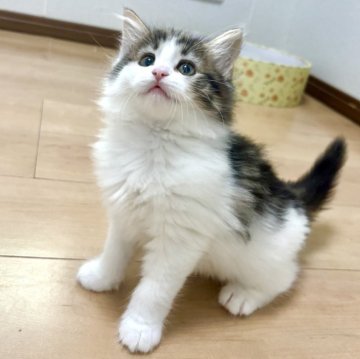 ノルウェージャンフォレストキャット【兵庫県・女の子・2025年7月16日・ブラウンクラシックタビー&ホワイト】の写真「甘えんぼな美人さん💕」