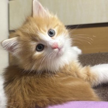 ノルウェージャンフォレストキャット【兵庫県・男の子・2025年10月19日・レッドクラシックタビー&ホワイト】の写真「体格も良くモッコモコで可愛い男の子✨」