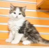 ノルウェージャンフォレストキャット