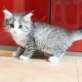 ノルウェージャンフォレストキャット