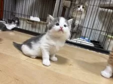 ノルウェージャンフォレストキャット【兵庫県・男の子・2025年10月19日・ブルークラシックタビー&ホワイト】の写真2