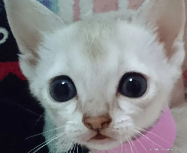 ID：1805-00858の子猫