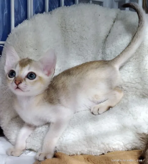 ID：2004-00697の子猫