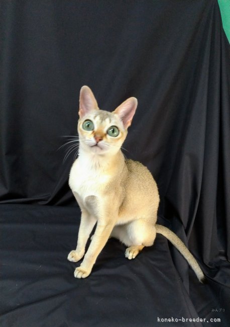 シンガプーラ【・女の子・2022年3月6日・セピアアグーチ】