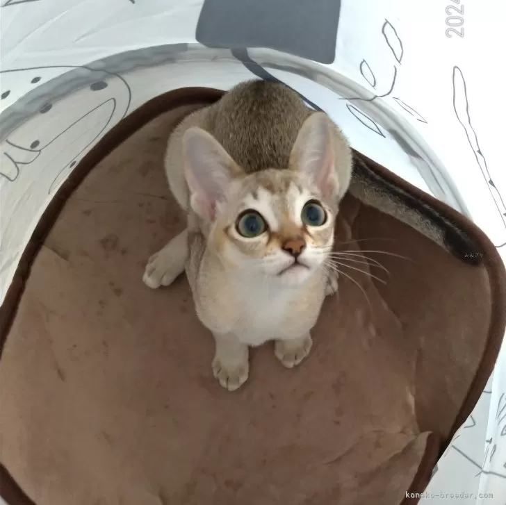 ID：2406-02536の子猫