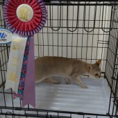 シンガプーラ【・女の子・2022年3月6日・セピアアグーチ】