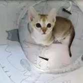 シンガプーラ【兵庫県・男の子・2023年12月15日・セピアアグーチ】の写真4