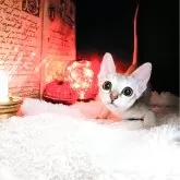 シンガプーラ